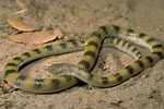 Image result for Bitia hydroides. Size: 150 x 100. Source: cyclowiki.org