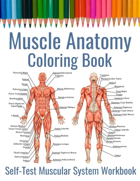 muscle anatomy coloring book  test muscular system workbook gift