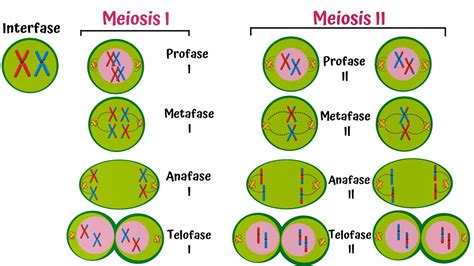 meiosis paso  paso youtube