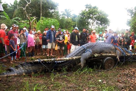 largest crocodile  captured alive