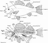 Fish Diagram Anatomy Dissection Parts Label Drawing Perch Sketch Bony Science Chordata Kids Labels Know Body Labeled Labelled Aquarium Animal sketch template