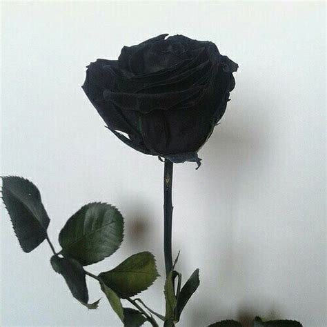 black rose youtube