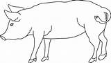 Noir Cochon Domestiques Lineart Porcs Library sketch template