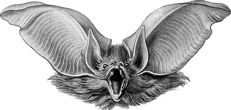 bat art chiroptera scary bat