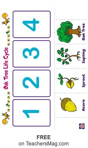 oak tree life cycle worksheet tree life cycle life cycles preschool