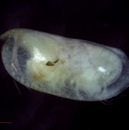 Afbeeldingsresultaten voor "obtusoecia Obtusata". Grootte: 183 x 185. Bron: www.marinespecies.org