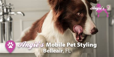 angies mobile pet styling pet styling  belleair fl angies