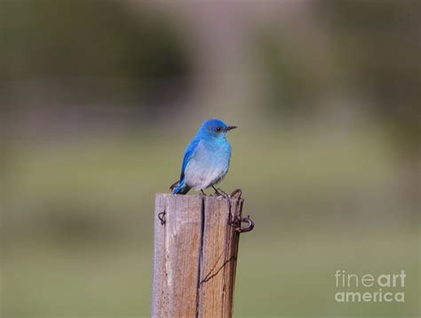 Cute Little Bluebird Photograph By Jeff Swan Fine Art America