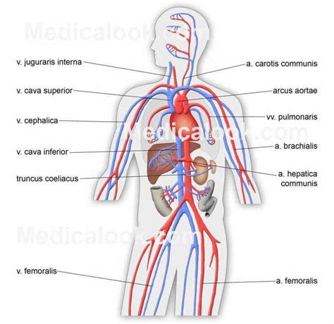 lesson youll learn   organ systems     multiple organs  work