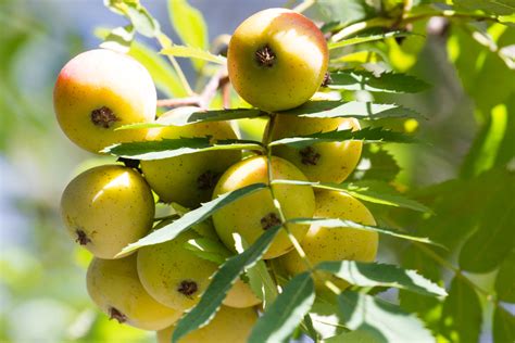 speierling die frucht und ihre verwendung