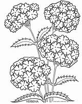 Coloring Pages Hydrangea Flower Flowers Para Grown Color Mandala Flores Book Ups Colorir Carolyn Printable Plants Plantas Adult Drawing Sheets sketch template