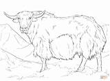 Coloring Yak Pages India Printable Drawing Library Clipart Desen Iac Popular sketch template