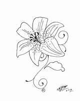 Lily Tattoo Flower Drawing Tiger Stargazer Drawings Lilies Coloring Tattoos Outline Stencil Designs Brisbane Stencils Flowers Lillies Getdrawings Astonishing Paintingvalley sketch template