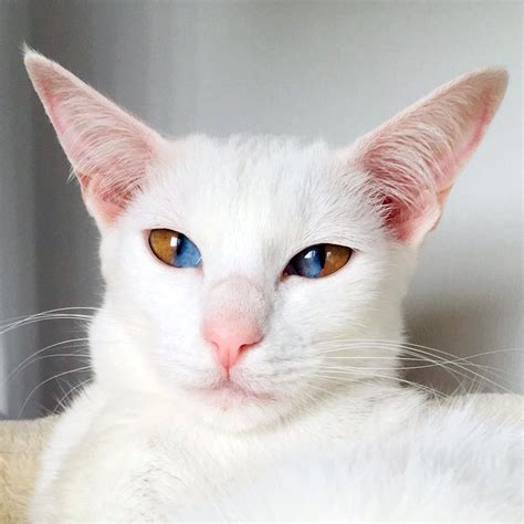 meet  stunning white cat  rare genetic condition   striking  colored eyes
