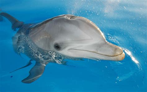animals mammals dolphin wallpapers hd desktop  mobile backgrounds