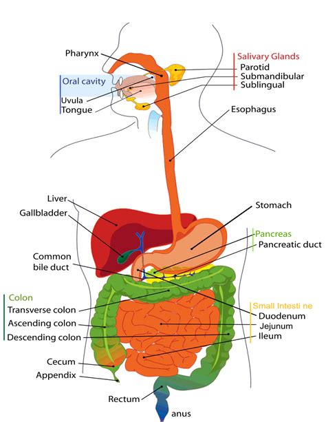 standard note human alimentary canal