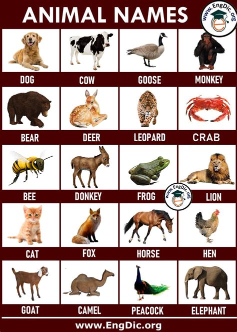 animals   names