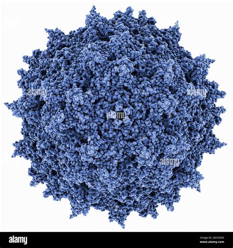 Adeno Associated Virus Capsid Molecular Model The Capsid Is A Protein