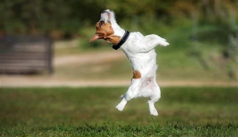 training  dog    jump harness  tips