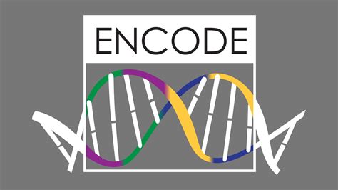 encode interpreting  human  mouse genomes