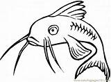 Catfish Printable Coloring Color Fish sketch template