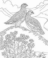 Willow Ptarmigan Kolorowanki Perdiz Partridges Myosotis Kolorowanka Colorkid sketch template