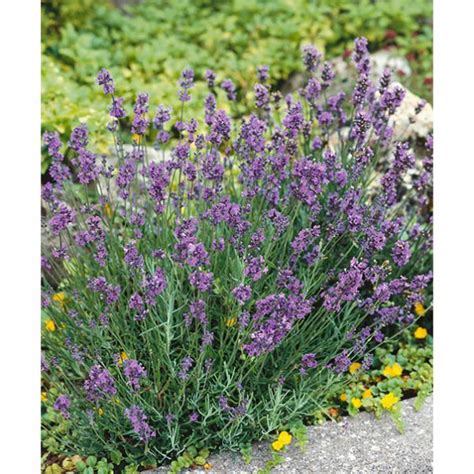true lavender seeds ne seed
