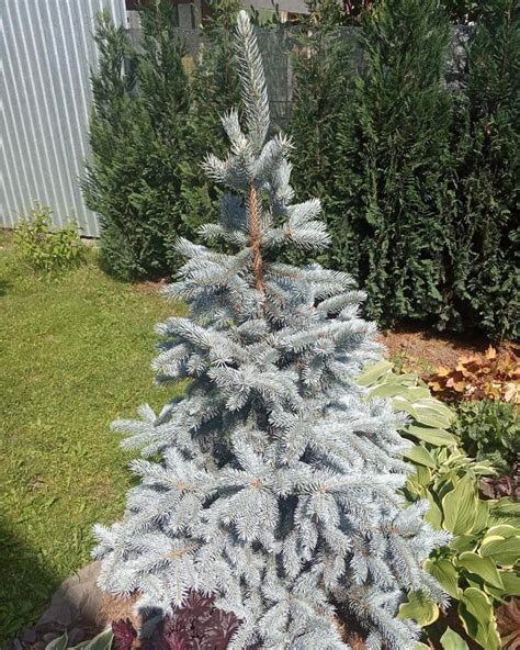blue spruce grow faster world  garden plants