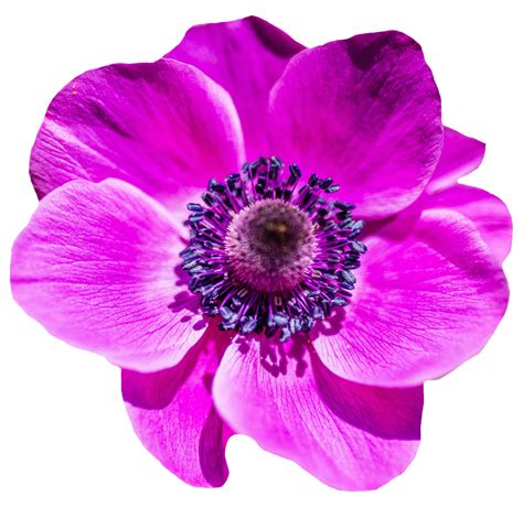 flower png image purepng  transparent cc png image library