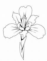 Iris Dessin Orquidea Fleur Lirio Imprimir Coloriage Hellokids Araguaney Lirios Orquideas Coloriages Dibujar Irisi Colorat Planse Dessiner Pintarcolorear Imágenes Colorier sketch template