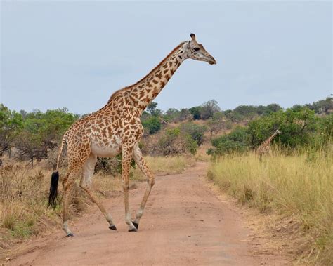 east african safari tours holidays