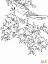 Coloring Cardinal Pages Dogwood Bird State Printable Flower Virginia Cardinals Baseball Bluebonnet Flowering Tennessee Color Drawing Orioles Carolina Mockingbird North sketch template