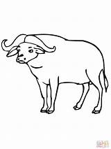 Buffalo Animal Drawing Kids Carabao African Coloring Simple Template Wild Pages Templates Draw Getdrawings Drawings Cape Paintingvalley sketch template