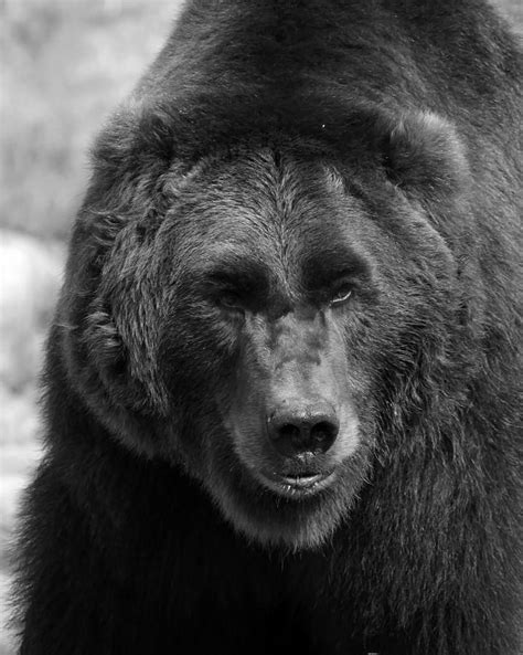 black  white grizzly bear photograph  steve mckinzie fine art