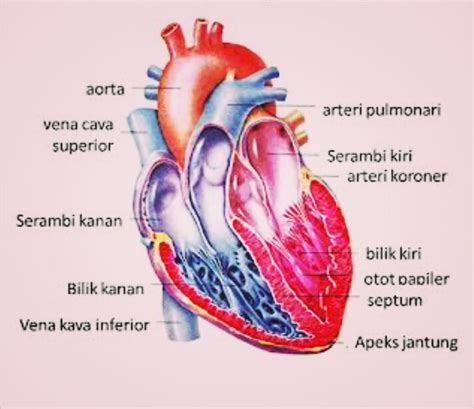 fungsi jantung bagi manusia  bagian bagian jantung cinta sains