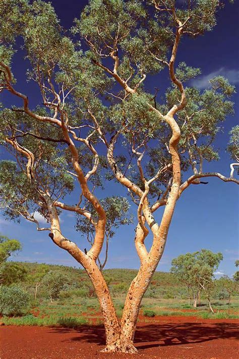 westernaustraliatravel australian trees trees  australia