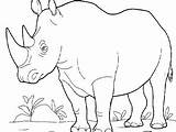 Coloring Rhino Pages Rhinoceros Rhinos Getcolorings Printable Color Getdrawings Colorings sketch template