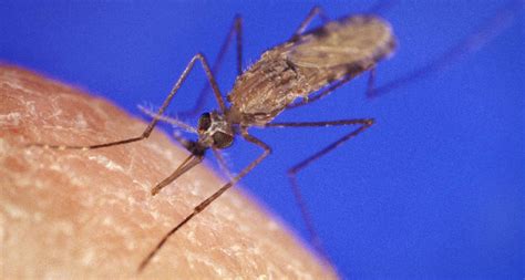 in lab tests this gene drive wiped out a population of mosquitoes science news