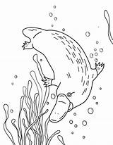 Platypus Coloring Billed Duck Pages Printable Colouring Museprintables Choose Board Kids Cute sketch template