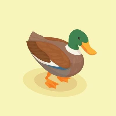 duck vector art icons  graphics