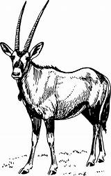 Oryx Gemsbok Openclipart Onlinelabels Clipground sketch template