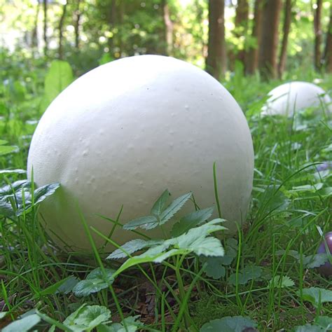 giant puffball mushrooms basic facts recipes   mushroom appreciation