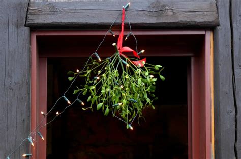 everything you need to know about mistletoe juicy bits