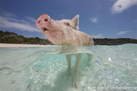 swimming pigs  pics  video izismilecom