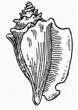 Muschel Conchiglia Concha Schelp Malvorlage Ausmalen Conch Ausdrucken Ausmalbild Seashell Edupics sketch template