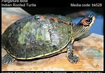 Afbeeldingsresultaten voor Indische dakschildpad. Grootte: 153 x 106. Bron: www.pinterest.com