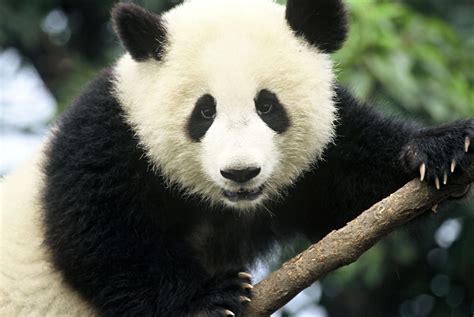 panda pandas baer bears baby cute  wallpapers hd desktop