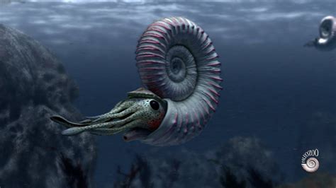 ammonite extinct marine mollusc youtube