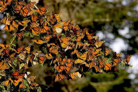 mexico s monarch butterfly sanctuaries photo 1