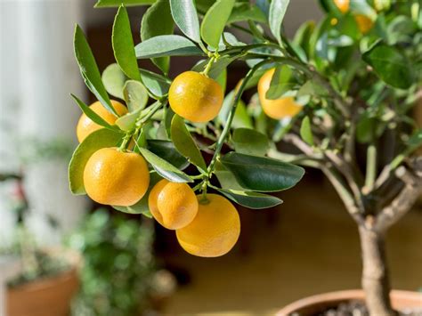 easy indoor fruit tree varieties fruit trees   grow indoors